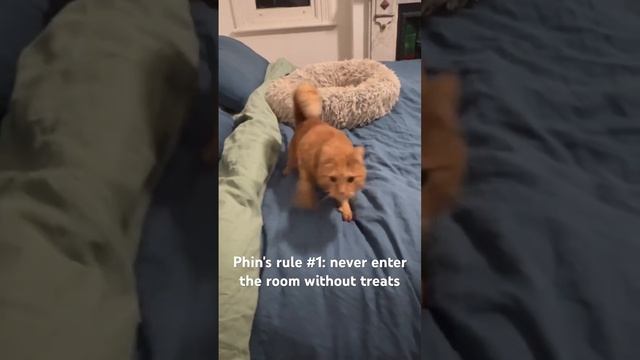 Phin was born with cerebellar hypoplasia. It's not treatable but he's a happy cat and not in pain!