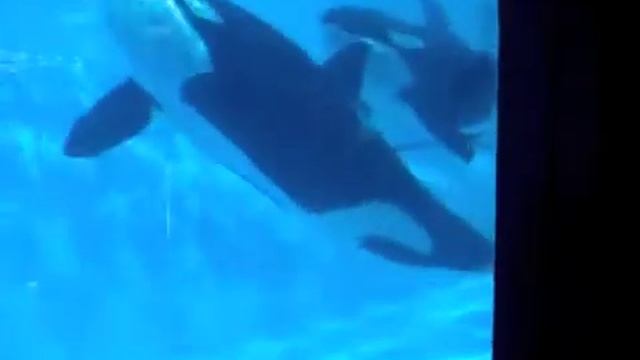 Kasatka's Family And Orkid In SCU 2-23-13