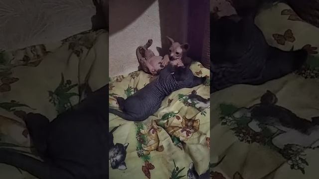Питомник эльфов и бамбино" Половинка Моя"