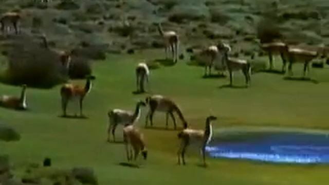 Zverinyje.uhazhivanija.2004.P1.(5).flv