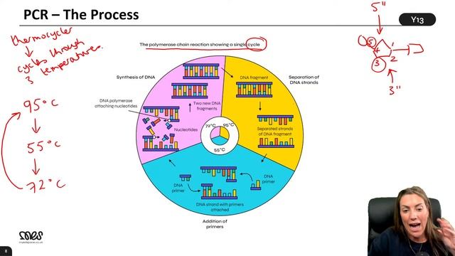 DNA replication and Polymerase Chain Reaction | Lesson 1 | Summer School Year 13 Biology