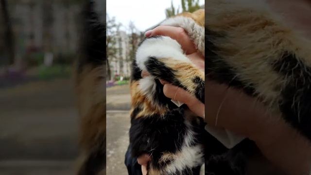 У нас дубль два... В разрушенном гараже плакало это чудо.. Яркая, нежная, ласковая малявочка 🥰 Ей м