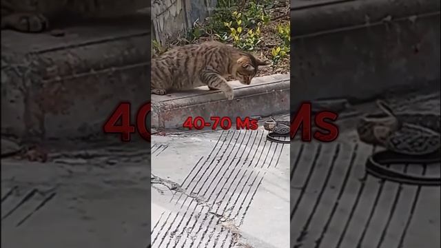 Snake Vs Cat