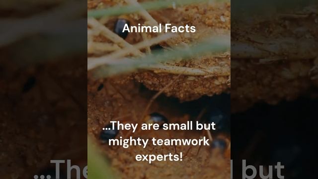A group of ants is called a colony #facts #fact #animal #animalfacts #animalfact