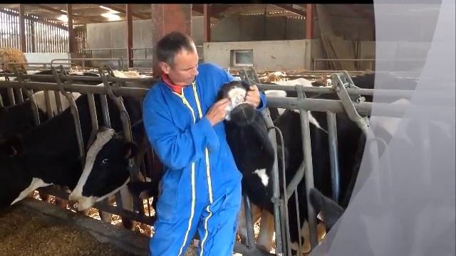 Feeding calcium gel to dairy cows