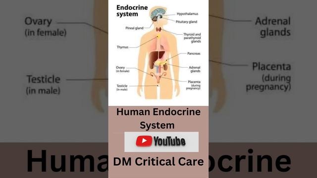 Human Endocrine System #cct #MBBS #medical