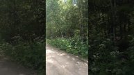 Живу в лесу
