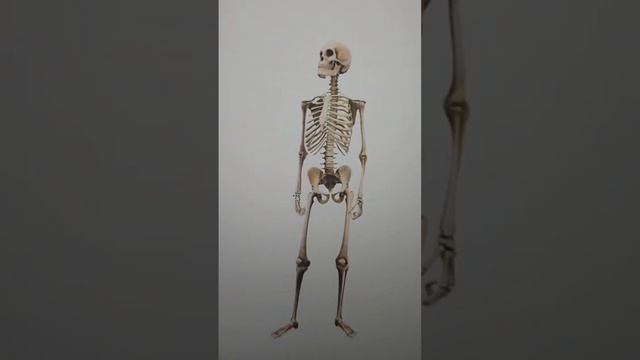 Human Skeleton ❤