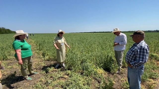 День поля от компании АГРОЛИГА | Горох | Кукуруза | Подсолнечник | СЗР И СЕМНА