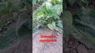 эхинацея пурпурная