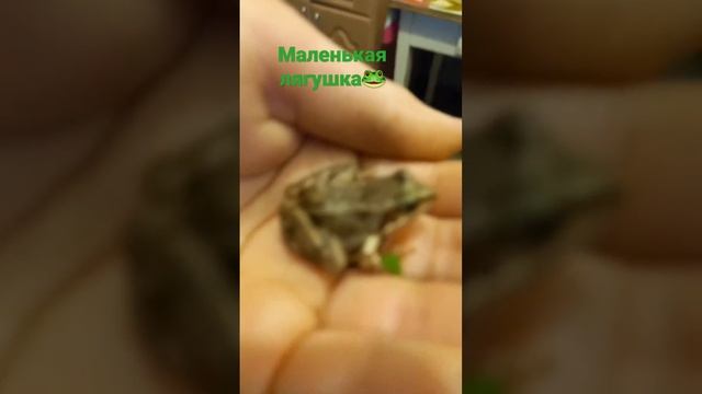 лягушка🐸