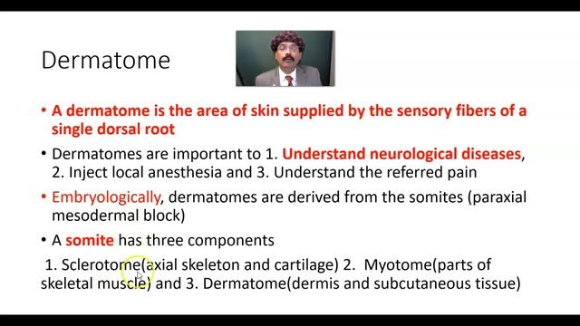 DERMATOMES