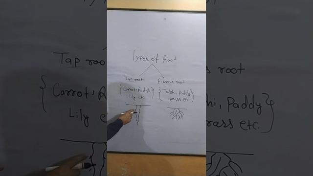 Types of root#viralvideos ##trending trending#plant🌳🌴🌱