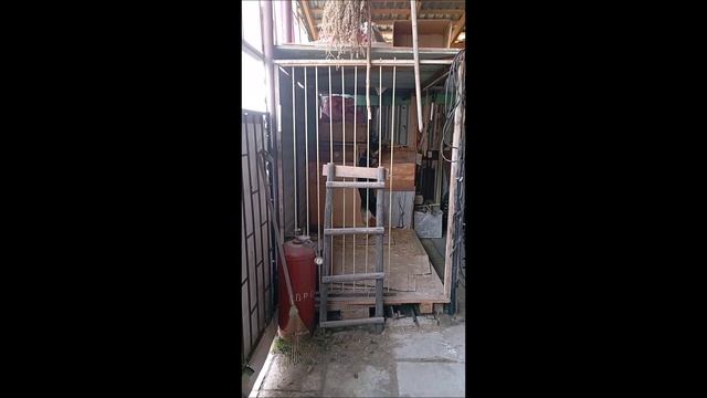 #Пёс #Собака #Овчарка #Том...