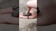 Маленький лягушонок потерялся!
