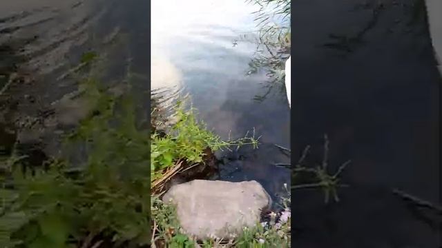 г Счастье первое водохранилище / ЛНР