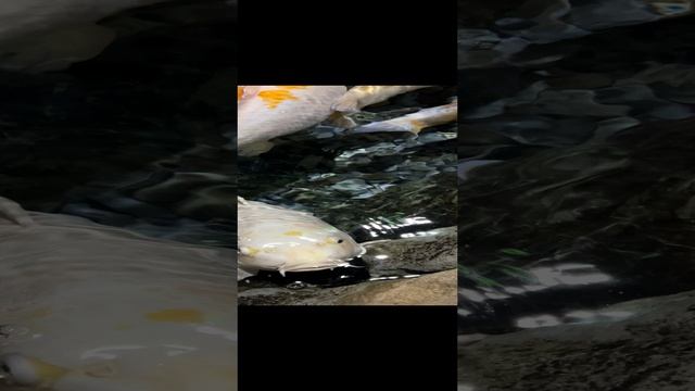 Посмотри что в океанариуме!