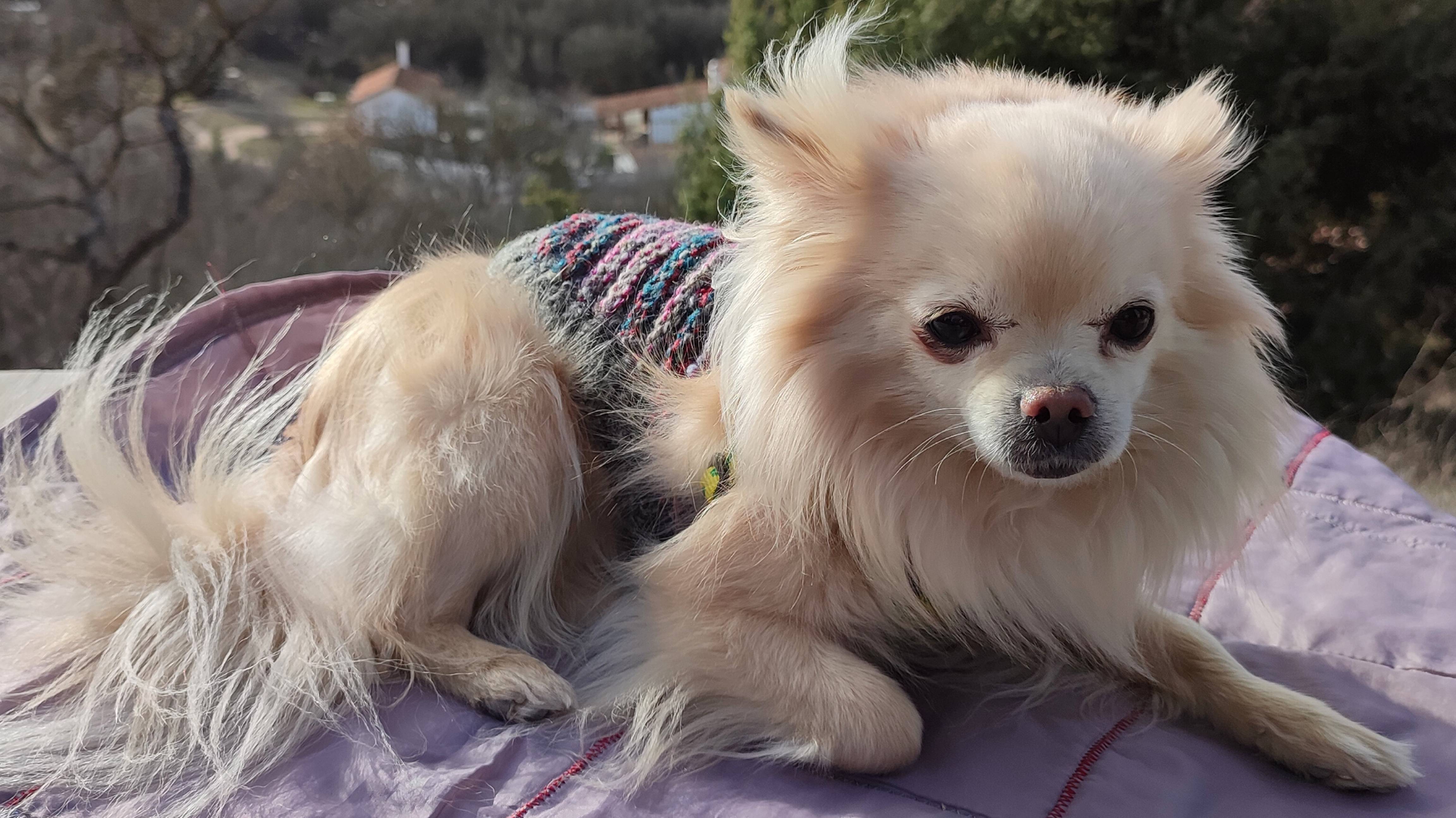 Прогулка чихуахуа Лаврентия Севастополь Федюхины высоты