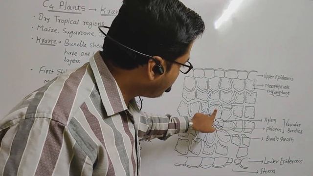 EP -10||KRANZ ANATOMY || C4 Plants|| Features of Bundle Sheath cells|| Lecture by Agnihotri Sir.