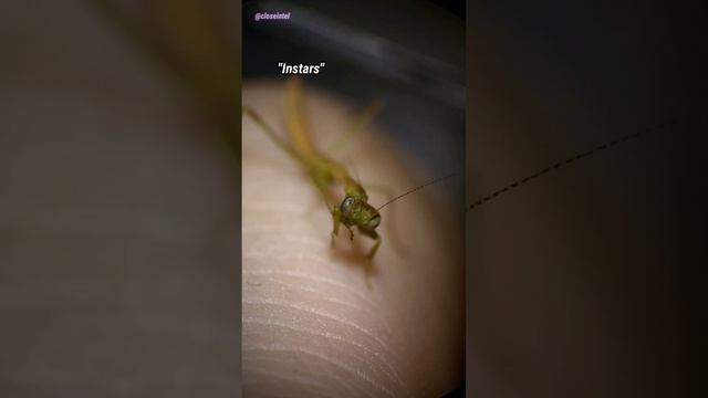 Baby Praying Mantis Under Microscope (TINY)