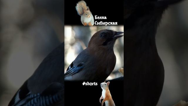 Сойка голодная много ест