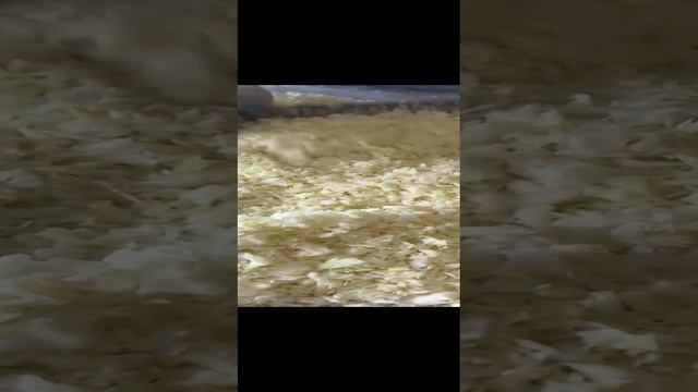 VID-20241114-WA0022.mp4