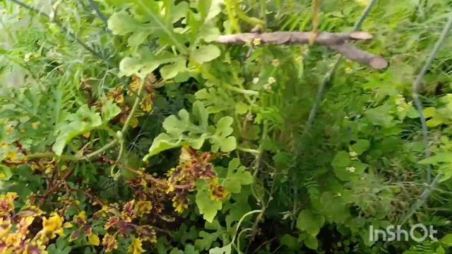 В СТАРОМ ПАРНИКЕ ВЫРОСЛО МНОГО РАЗНЫХ ОВОЩЕЙ//ЭКСПЕРИМЕНТЫ //Помидоры растут сами .#огород