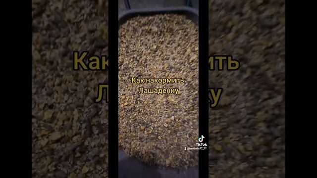 а как жрёт ваша женщина