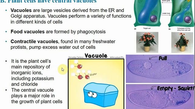 2107 Chapter 6 - A Tour of the Cell