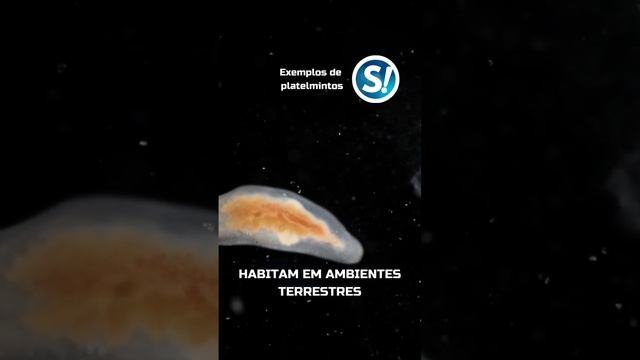 O tamanho das tênias