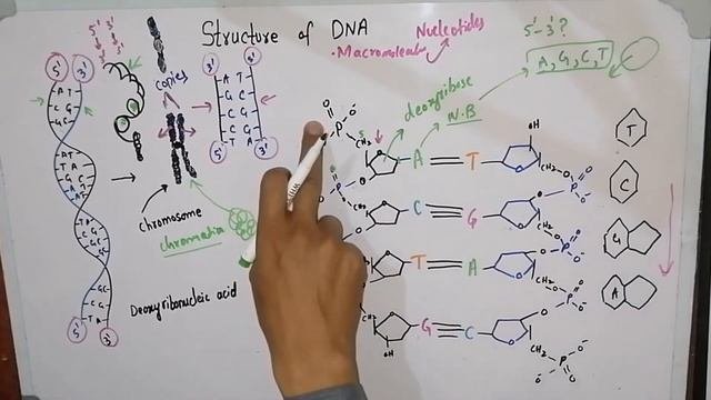 Structure Of DNA | DNA Structure Class 11 In Urdu/Hindi | Deoxyribonucleic Acid #biologicalmolecule