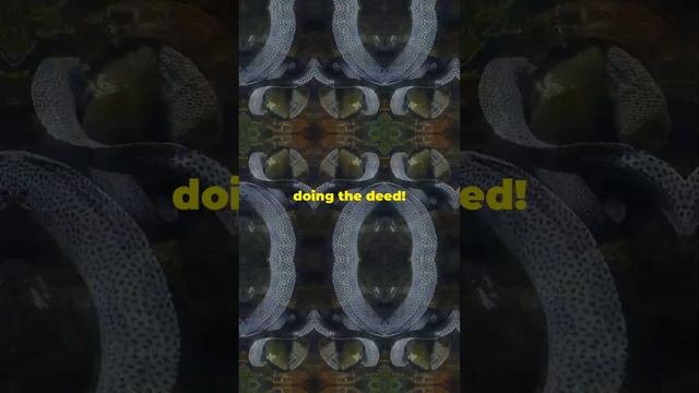 How do Eels Reproduce? [**FASCINATING**]