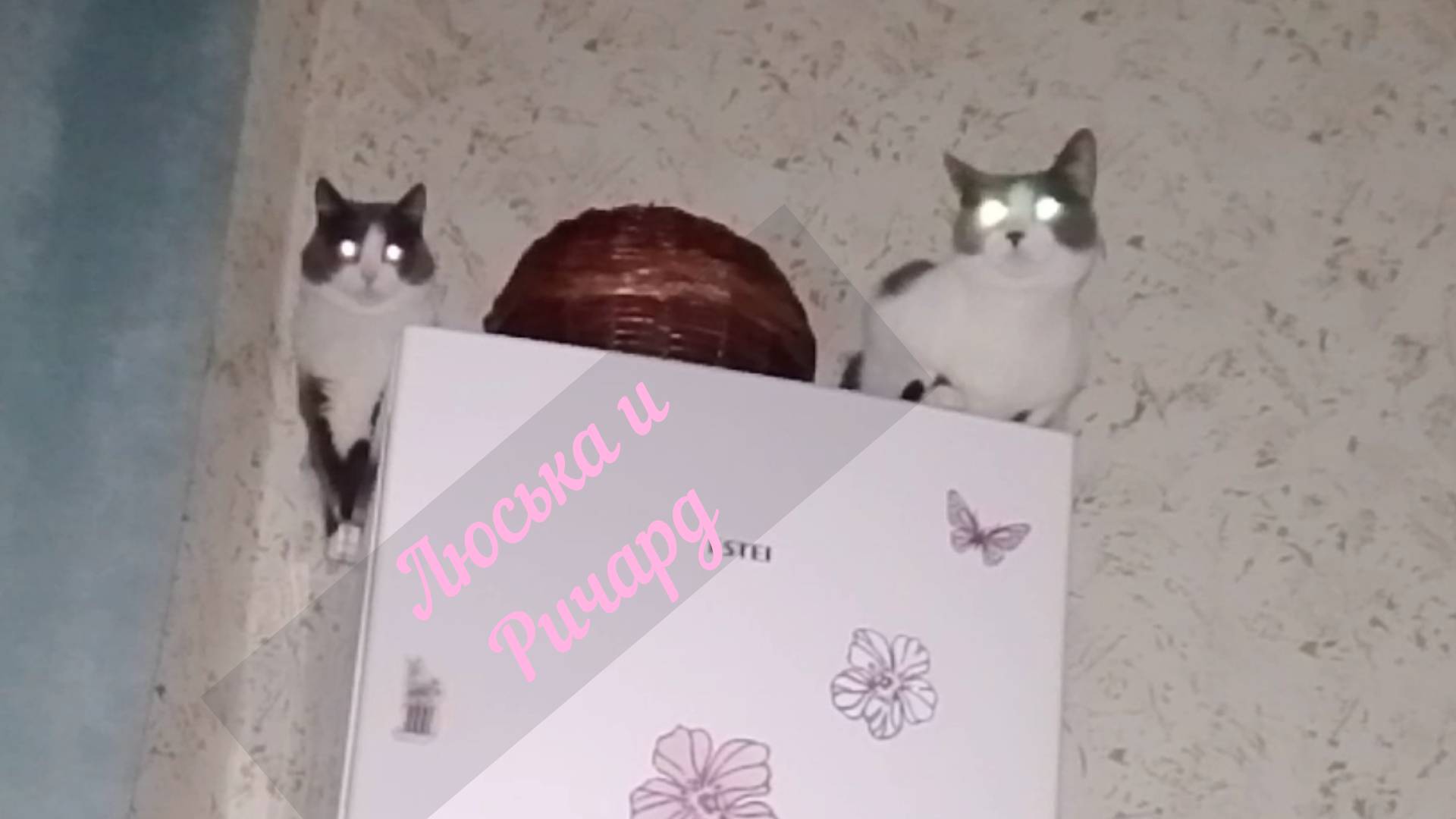 Любимые КОТЫ#животныйМИР#КОТЫ#КОШКИ#питомцы