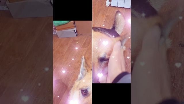 1000007357.mp4 (Собака смотрит на вариант электроснабжения дома А-фрейм)