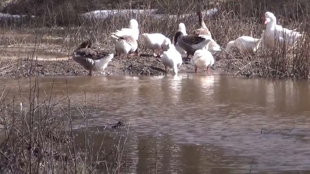 Мое измененное видео