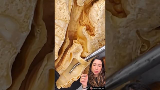 Epiglote, esôfago e traquéia!