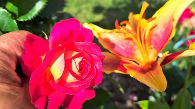 Уютная дача 22 июля 2024г.🏡 Цветут Клематисы, Розы, Лилии!🌹💕