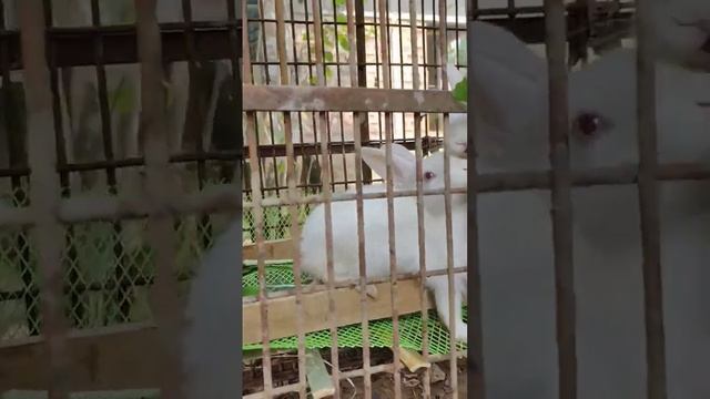 "Hopping into your feed with bunny bliss! #Reels #reelsvideo #shots  #shots #rabbits #nature