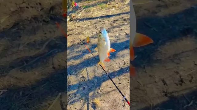 Красноперка танцы с бубном...