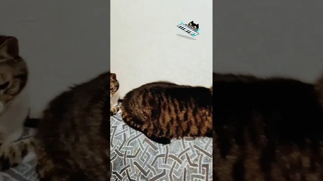 Котья странность🤣🤣🤣
