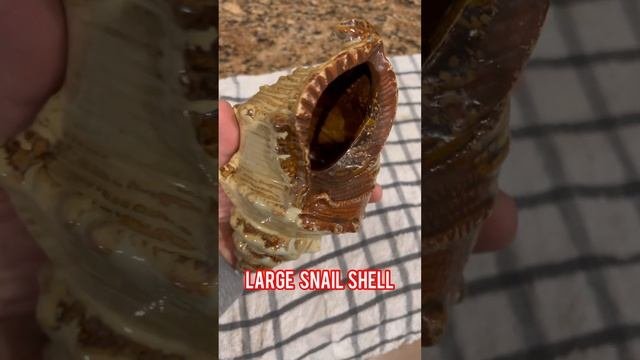 Large Snail Shell