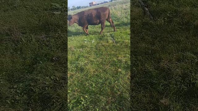 мухтар