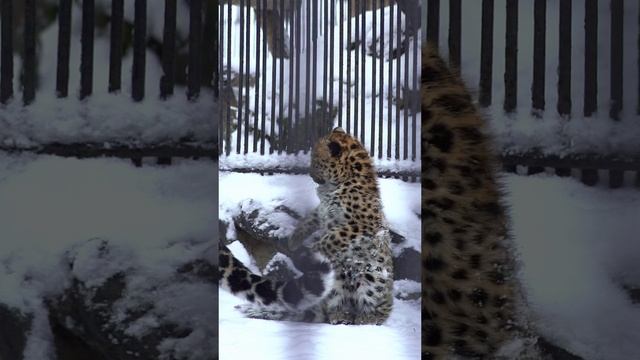 Новосибирский Зоопарк имени Шило