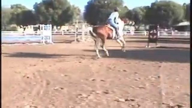 Stevie - Warmblood pinto for sale