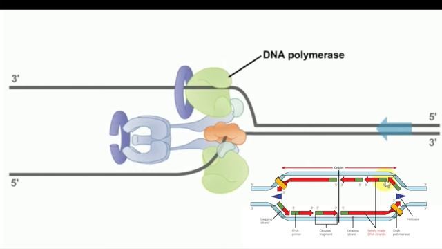 Eukaryotic Replication Explained | CSIR NET| Initiation Elongation and termination | PART 4