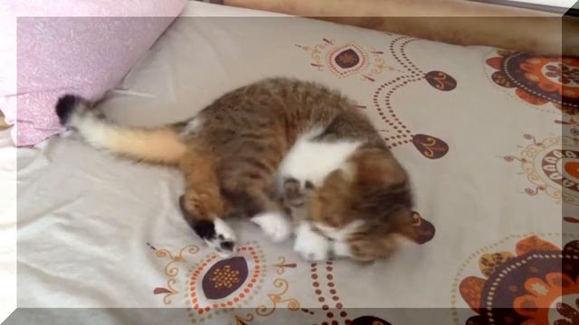 Про Кошек