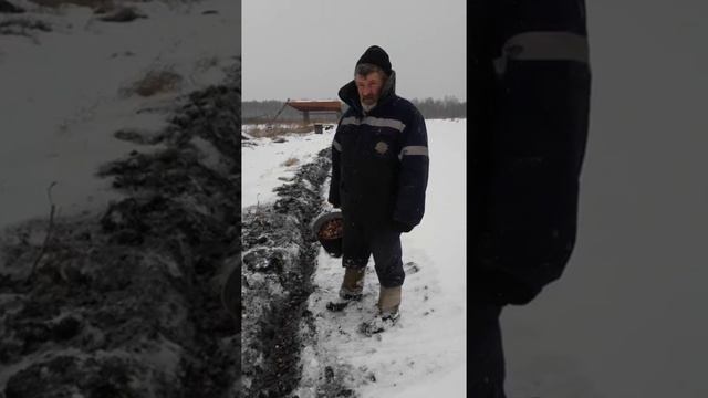 Посадка зимнего чеснока.