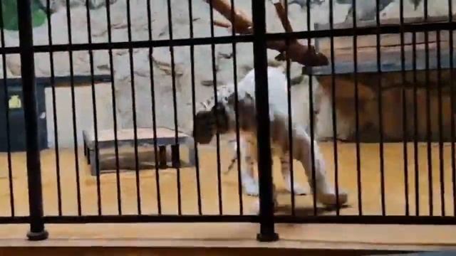 Рептилии, Рыбы и Хищные Кошки в Софийском Зоопарке( из Архива) 🐒🐯🐟🐍