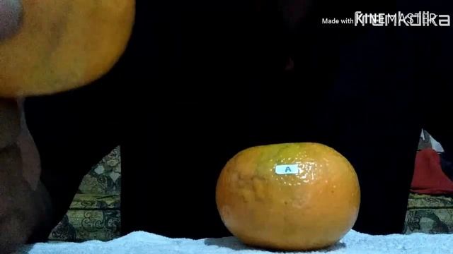 Review Jeruk gerga lebong, jeruk lokal , ada yang bilang jeruk mandarin 0853-8391-0006