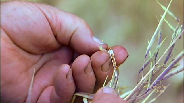Benefits of Organic Seed Breeding - Frank Morton